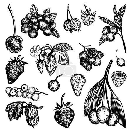 Cliparts collection of different berries. Summer edible fruit berry set. Hand drawn vector illustration. Retro engraving style drawings isolated on white background.