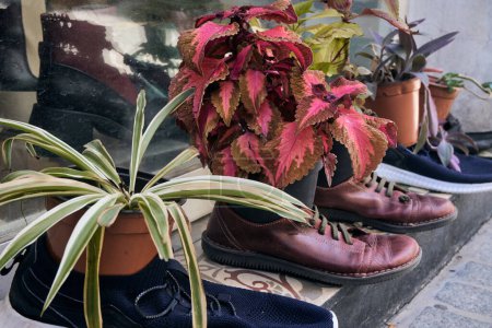 Photo for Shoes and plants on the street - Royalty Free Image