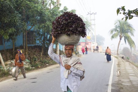 Téléchargez les photos : Aux premières heures d'une matinée chargée de brouillard, le voyage vers le marché local devient une expérience évocatrice et atmosphérique alors qu'un homme chargé de légumes frais traverse les sentiers couverts de brouillard au Bangladesh. - en image libre de droit