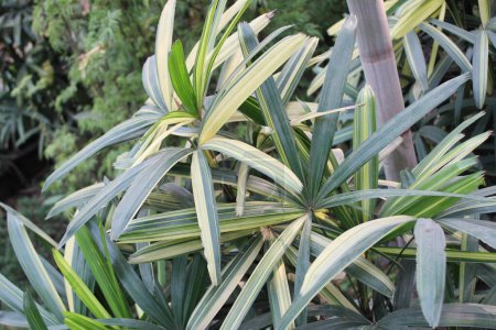 Téléchargez les photos : Gros plan de la plante Licuala spinosa avec un fond naturel, une plante tropicale envoûtante, captive par son aspect luxuriant et frappant lorsqu'on l'observe en gros plan. - en image libre de droit