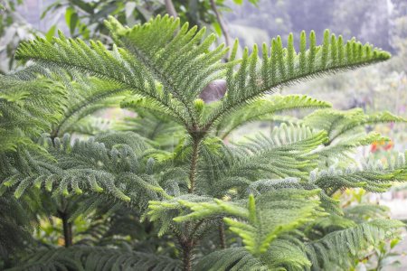 Téléchargez les photos : Gros plan de la plante Araucaria subulata, une vue rapprochée de cette plante remarquable révèle une symphonie de textures, de couleurs et de motifs qui en font un spécimen captivant. - en image libre de droit