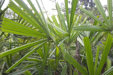 Téléchargez les photos : Gros plan de Licuala spinosa avec fond flou, communément connu sous le nom de Mangrove Fan Palm ou Thatch Palm, les détails complexes de l'artisanat de la nature sont dévoilés, offrant un aperçu du monde captivant du feuillage tropical. - en image libre de droit