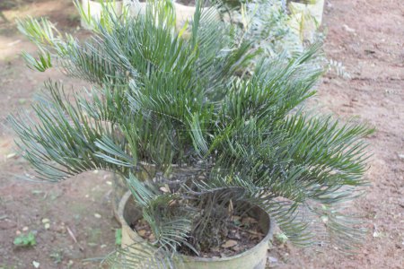 primer plano de la planta Zamia pumila, también conocida como coontie o palma de cartón, revela una fascinante variedad de características intrincadas que definen su encanto único.