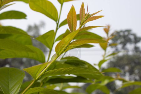 Téléchargez les photos : Gros plan sur les feuilles de Combretum erythrophyllum révèle un spectacle captivant de complexité botanique et de beauté. - en image libre de droit