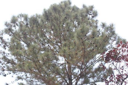 Téléchargez les photos : Gros plan de la plante Pinus caribaea, chaque élément de la plante, de ses aiguilles distinctives à son écorce texturée, dégage un sentiment de résilience et de beauté naturelle. - en image libre de droit