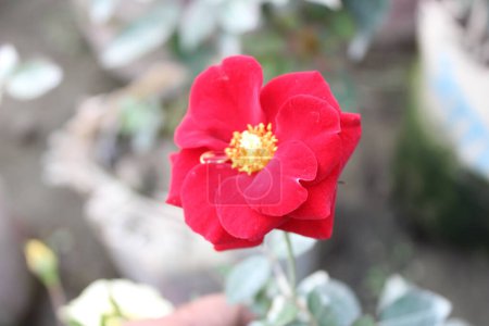 Foto de Primer plano de Rosa moyesii flor roja revela una pantalla fascinante de color vibrante y detalles intrincados. - Imagen libre de derechos