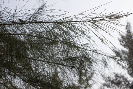Foto de Vista de cerca de la planta Casuarina equisetifolia revela un fascinante tapiz de complejidad botánica y características únicas. - Imagen libre de derechos