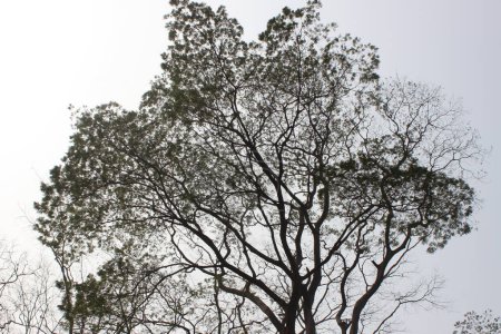 Großaufnahme von Enterolobium cyclocarpum, allgemein als "Elefantenohrbaum" oder "Guachipiln" bekannt, ist eine majestätische und beeindruckende Art, die in den tropischen Regionen Mittelamerikas und Mexikos beheimatet ist..