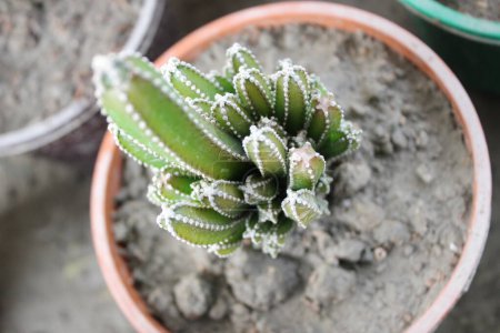 Foto de Primer plano de la planta de Acanthocereus tetragonus, también conocido como el Cactus Castillo de hadas, revela un fascinante despliegue de belleza del desierto y la complejidad botánica. - Imagen libre de derechos