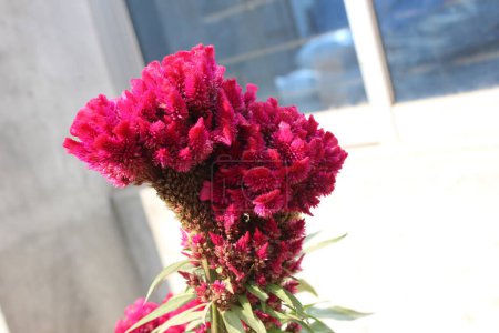 close-up of Celosia argentea flowers,  also known as cockscomb flowers, boast a distinctive appearance characterized by dense, velvety clusters of vividly colored petals. 