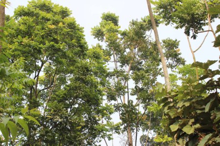 Foto de Primer plano del árbol de caoba canario strictum revela un cautivador tapiz de maravilla botánica. - Imagen libre de derechos