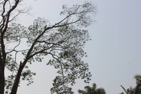 Hochwinkelaufnahme der Enterolobium cyclocarpum Pflanze, die gemeinhin als Guanacaste Baum oder Elefantenohrbaum bekannt ist, bietet einen ehrfürchtigen Anblick, wenn man sie aus einem hohen Winkel betrachtet.