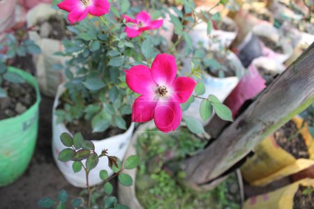 primer plano de la flor de Rosa pendulina revela una belleza delicada e intrincada que cautiva el ojo.