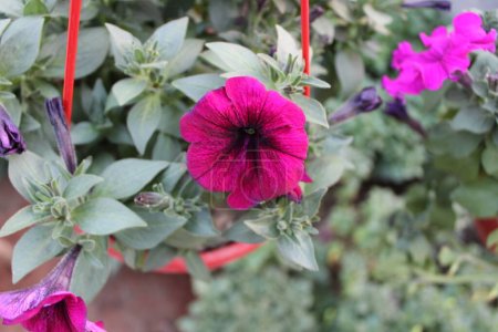 Téléchargez les photos : Gros plan de Petunia atkinsiana fleur rouge, chaque pétale porte un dégradé subtil, comme peint par les touches douces d'un pinceau d'artiste, créant un effet éthéré et enchanteur. - en image libre de droit