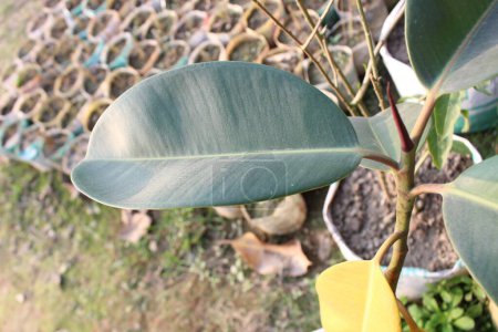 Foto de Primer plano de Ficus elastica hoja revela un fascinante tapiz de detalles intrincados. - Imagen libre de derechos