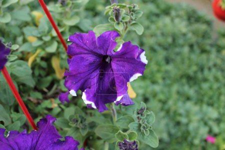 Téléchargez les photos : Gros plan de Petunia atkinsiana fleur pourpre dévoile une symphonie captivante de beauté, captivant l'observateur avec son élégance délicate et sa couleur vibrante. - en image libre de droit