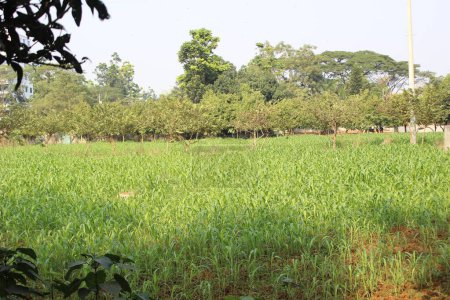 Großaufnahme von Zea mays Pflanzen auf dem Feld innerhalb eines ausgedehnten Feldes, die Essenz des landwirtschaftlichen Überflusses entfaltet sich in anschaulichen Details. 