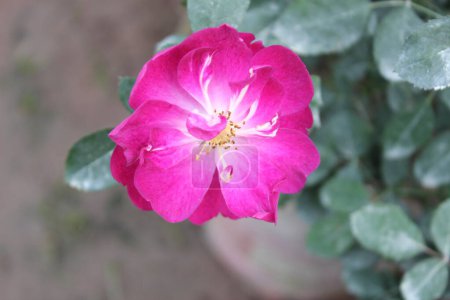 Eine Nahaufnahme der Rosa Pendel-Blume, jedes Blütenblatt dieser bezaubernden Blüte strahlt einen zarten Charme aus und präsentiert eine harmonische Mischung aus Farbe und Form. 