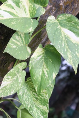 Nahaufnahme der Blätter von Epipremnum pinnatum bietet einen fesselnden Einblick in die komplexe Schönheit dieser tropischen Pflanzenart. 