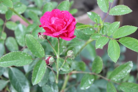 Téléchargez les photos : Une belle fleur de Rosa lucieae, également connue sous le nom de rose tibétaine ou rose musquée de l'Himalaya, est une merveille botanique exquise qui séduit par son élégance délicate.. - en image libre de droit