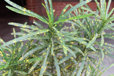 Closeup of Codiaeum variegatum leaves unveils a stunning tapestry of colors and patterns that epitomize the beauty and diversity of tropical foliage. 