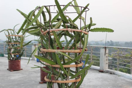 rooftop gardening with Selenicereus undatus plant, commonly known as the Dragon Fruit or Pitaya plant, offers a unique and visually striking way to utilize urban spaces while adding a touch of exotic beauty.