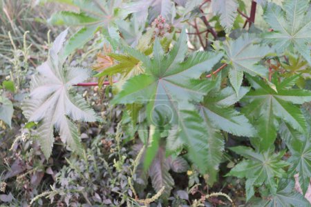 Die Nahaufnahme der Blätter von Ricinus communis enthüllt eine faszinierende Palette von Merkmalen, die sowohl auffallend als auch funktionell sind. 