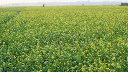 A scenic view of beautiful mustard field, a vast expanse of golden hues unfolds before your eyes, stretching as far as the horizon.