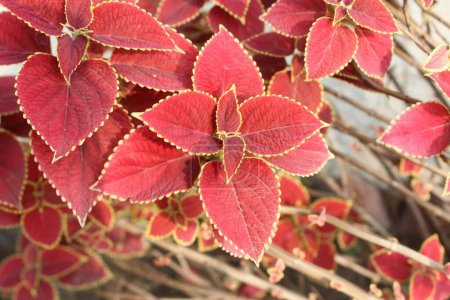 Nahaufnahme von Plectranthus roten Blättern, ein Miniatur-Meisterwerk für sich, strahlt in einem feurig purpurroten Farbton, der die Sinne entzündet und die Aufmerksamkeit auf sich zieht.