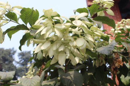 Nahaufnahme von Mussaenda philippica Blättern, jedes Blatt, das sich durch seine unverwechselbare Form und Textur auszeichnet, zeigt die einzigartige Schönheit dieser tropischen Pflanzenart.