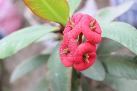 Euphorbia milii flowers, commonly known as crown of thorns or Christ plant, is a striking succulent shrub that produces unique and eye-catching flowers. 