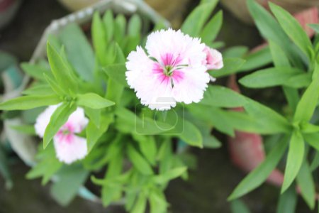 Dianthus barbatus pink white flowers, commonly known as Sweet William, is a charming perennial herbaceous plant renowned for its delicate beauty and sweet fragrance. 