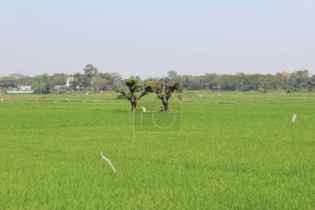 village paddy field with two trees where the symphony of rural life unfolds amidst the vibrant greenery and timeless serenity.