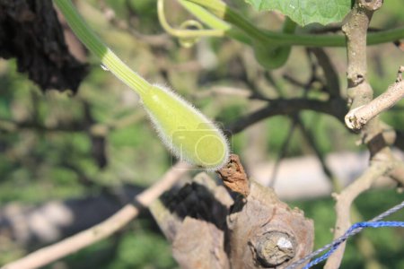 Téléchargez les photos : Un gros plan de bouteille gourde lagenaria légume révèle un chef-d'œuvre délicat et complexe du design de la nature. - en image libre de droit