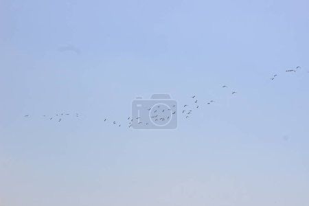eine Gruppe von Vögeln fliegt in den Himmel, ein faszinierendes Spektakel entfaltet sich, als eine Gruppe von Vögeln in die Lüfte steigt.