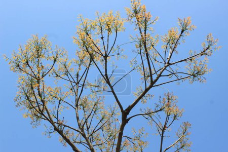 Nahaufnahme von Swietenia macrophylla Blättern, allgemein bekannt als Mahagoni, honduranisches Mahagoni, Honduras Mahagoni oder Großblättriges Mahagoni ist eine Pflanzenart aus der Familie der Meliaceae.