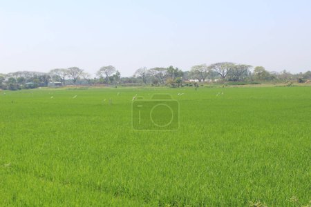 eine malerische Landschaft Ansicht von Oryza sativa grünen Reisfeldern, Luftaufnahme von grünen Reisfeldern.