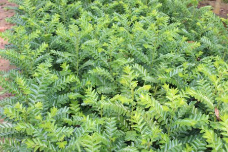 Primer plano de las hojas verdes de Diospyros buxifolia revela un cautivador tapiz de intrincado natural y vibrante verdor.