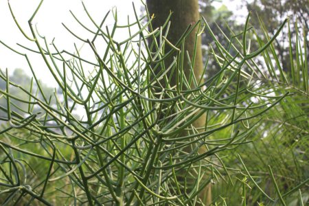 Nahaufnahme von Euphorbia tirucalli mit verschwommenem Hintergrund, gemeinhin als "Bleistiftkaktus" bekannt, die komplizierten Details dieser einzigartigen Sukkulente werden vor einem sanft verschwommenen Hintergrund enthüllt.