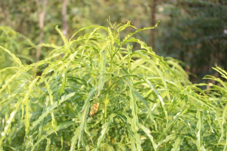 Les feuilles vertes de Polyscias fruticosa, communément appelées Ming Aralia ou Parsley Aralia, est un arbuste à feuilles persistantes originaire des îles du Pacifique, en particulier Fidji, Samoa, et d'autres régions de la Polynésie.