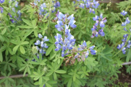 close-up of Lupinus arcticus plant, commonly known as Arctic lupine, presents a captivating exploration of this resilient and visually stunning plant species native to the Arctic regions. 