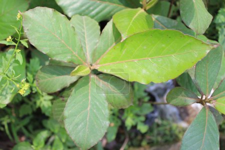 primer plano de las hojas de Terminalia catappa revela un cautivador tapiz de detalles intrincados, mostrando las características únicas de la hoja y la belleza natural. 