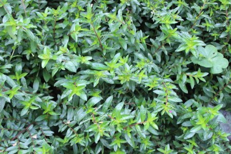 Cuphea hookeriana green leaves, commonly known as the Green Leaves Cuphea, is a charming evergreen perennial plant cherished for its distinctive foliage.