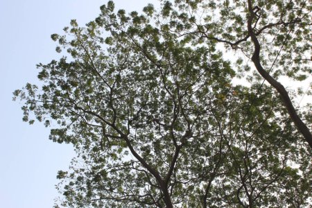 entérobium cyclocarpum plante avec un fond de ciel, également connu sous le nom de "l'oreille d'éléphant" ou "Guachipelin", présente une vue majestueuse. 