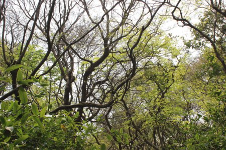wunderschöne Bäume des Ratargul Sumpfwaldes sylhet bangladesh, eine Oase, in der die Pracht der Natur im Mittelpunkt steht.