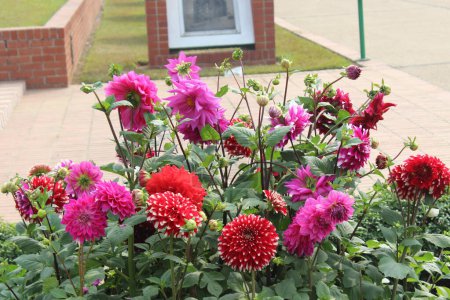 Colorful flowering plant with Dahlia pinnata stands as a beacon of color and elegance, captivating all who behold its radiant blooms.