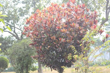 Las hojas coloridas de la planta Codiaeum variegatum, comúnmente conocida como Croton, presenta una fascinante exhibición de color y patrón con sus hojas vibrantes y abigarradas. 