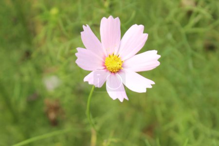 Cosmos parviflorus flor blanca con un natural borroso, uno está inmerso en un delicado mundo de pureza y tranquilidad, situado en un telón de fondo natural suavemente borroso. 