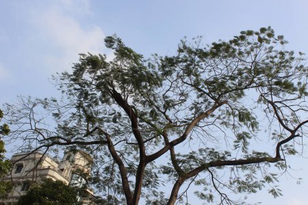 Enterolobium cyclocarpum Pflanze mit Himmelshintergrund, auch bekannt als Guanacaste Baum oder Elefantenohrbaum, steht hoch und majestätisch vor dem Hintergrund des weiten Himmels.