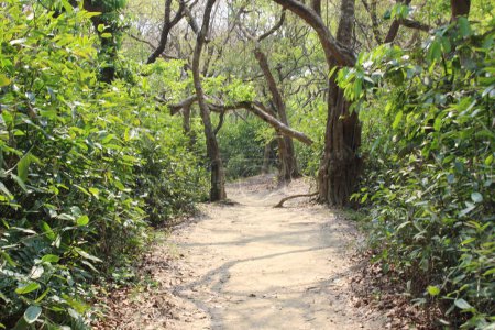 plus bel endroit de ratargul forêt marécageuse sylhet bangladesh, est une oasis fascinante de beauté naturelle qui enchante les visiteurs avec son ambiance sereine et verdure luxuriante. 
